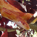 cordeliacornsnake avatar