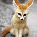 cordeliafea-blog avatar