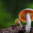 cordycepsfcrged avatar