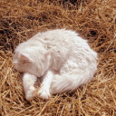 corecataclysm avatar