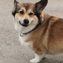 corgi-life avatar