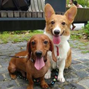 corgianddachshund avatar