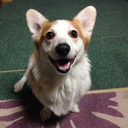 corgiandmusic avatar