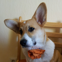 corgimerriness avatar