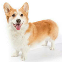 corgis-are-bread avatar