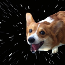 corgis-in-space avatar