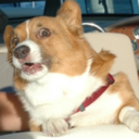 corgiseverywhere-blog avatar