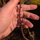 coricatchthorne avatar