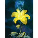 corispiritdreamerfire avatar