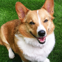 corkycorgiboy avatar