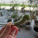 cornbreadcreations avatar