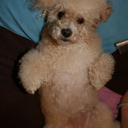 corned-beef-blog avatar