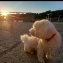 cornell-samuel avatar