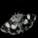 corner-moth avatar