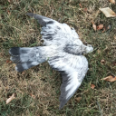 corneredanimal avatar