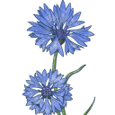 cornflower3141 avatar