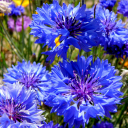 cornflowers-and-sunrises avatar