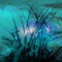 cornflowersandlilacs avatar