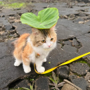 cornyboneymoney avatar