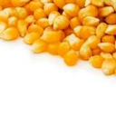 cornycornfriendo-blog avatar