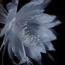 corona-australis avatar