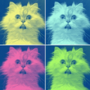 corporation-cats avatar