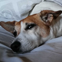 corporeal-hell avatar