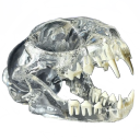 corpusdeliciosi avatar