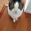 corrinefu-blog avatar