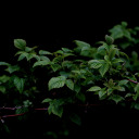 corrupted-by-devotion avatar