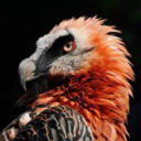 corruptedcoyote avatar