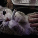 corruptedstvr avatar