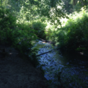 corruptedwood avatar