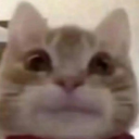 corvid-creatures avatar