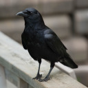 corvid-crow avatar