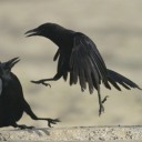 corvid-dance avatar