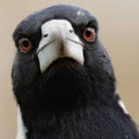 corvidae-for-days avatar