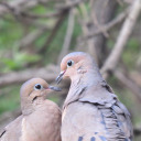 corvidaeteeth avatar