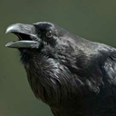 corvidcorvidae avatar