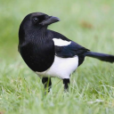corvidcrows avatar