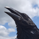 corvidvati avatar