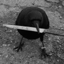 corvuscreature avatar