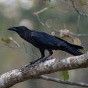 corvusherpestidae avatar