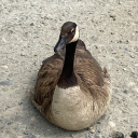 corvuskestrel avatar