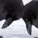 corvuss-coraxx avatar