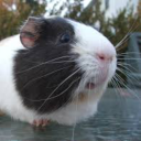 cosmic-guinea-pig avatar