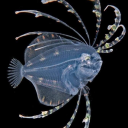 cosmiccritter avatar