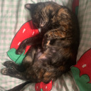 cosmiccutie1312 avatar