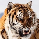 cosmiclattetigeress avatar