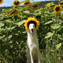 cosmiclycheese avatar